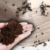 Cu ce să amesteci zațul de cafea împotriva furnicilor din bucătărie. Unde să-l presari pentru cele mai bune rezultate