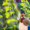 Cu ce să stropești legumele din grădină ca să nu le atace dăunătorii. Combinația de ingrediente care pune pe fugă insectele