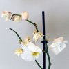 Cum readuci la viaţă o orhidee uscată. Floriştii ştiu exact când nu trebuie să renunţe, planta va reînnoi