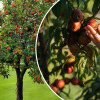 Cum să îngrijești pomii fructiferi în luna iunie: sfaturi pentru o recoltă bogată