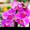 De ce să uzi orhideele cu apă cu zahăr. Trucuri de la grădinarii profesioniști