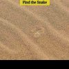 Doar un specialist în iluzii optice îşi poate da seama unde este şarpele! Nisipul face testul mai greu