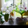 Unde să pui orhideea în casă ca fie mereu plină de flori. Locul ideal pentru această plantă superbă