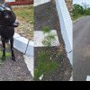 Caprele și oile pasc pe asfalt în județul Buzău: Iarba crește pe drumurile proaspăt asfaltate
