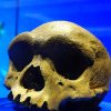 Cine a fost „Omul Dragon”? Craniul de un milion de ani care ar putea dovedi legătura directă cu Homo Sapiens!