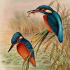 Descoperire excepțională: o carte foarte rară cu ilustrații realizate de „Bird Man”- John Gould pentru clasificările lui Darwin