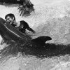 Experimentul interzis de NASA: relația fascinantă dintre o femeie și un delfin