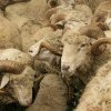 România va relua exporturile de carne şi animale vii către Turcia