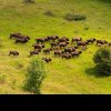 Zimbrii reintroduși în Munții Țarcu – eroi ai luptei împotriva schimbărilor climatice