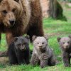 A fost semnalată prezența a 4 urși, pe raza municipiului Blaj