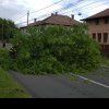 Copac căzut pe carosabil, pe o stradă din Alba Iulia