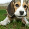 12 cele mai adaptabile rase de câini