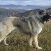 Câinii din rasa „ciobănesc românesc”, apreciaţi în toată lumea. Vezi care sunt cele 4 rase recunoscute oficial