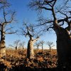 Copacul vieții: s-a aflat misterul originii baobabilor