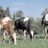 Crescătorii de animale organizați în asociații sau grupuri de producători pot solicita subvenții pentru pășunat