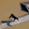 Cal blocat pe un acoperiş din cauza inundaţiilor, salvat de echipele de intervenție, în Brazilia