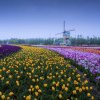 Chinezii au „copiat” până și câmpurile olandeze cu lalele. Cum arată de sus parcul Holland Flower din Dafeng