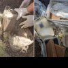 Comoara din curtea casei. Polițiștii au descoperit 14 kilograme de cocaină, în valoare de 1 milion de euro, ascunse în pământ