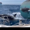 De ce atacă balenele ucigașe tot mai multe bărci în apele din jurul Spaniei. Cercetătorii spun că au rezolvat misterul