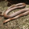 Doi cercetători au plecat în căutarea unui șarpe, în Thailanda, dar au descoperit o specie cu totul nouă, cu dinții „ca niște lame”