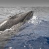După 100 de ani în care au fost considerate dispărute, balenele sei au reapărut în largul coastelor Patagoniei