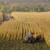 Florin Barbu: România ar putea obţine 30 de milioane de tone de porumb anual. Producția actuală este de patru ori mai mică