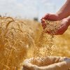 Israelul a semnat cu România un acord de furnizare a grâului în situații de urgență