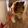 Japonezul cunoscut în toată lumea pentru că a cheltuit 14.000 $ ca să se transforme în câine vrea acum să devină alt animal