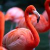 Oamenii de ştiinţă din Chile monitorizează flamingo prin satelit, în scopul protejării populaţiei în declin