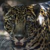 Ultimele grădini zoologice din Costa Rica au fost închise, iar animalele duse în centre de salvare