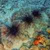 Un parazit provoacă moartea în masă a aricilor de mare și pune în pericol recifele de corali