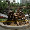 VIDEO. O persoană a murit, iar alte două au fost rănite, după ce un copac masiv s-a prăbușit pe un bulevard aglomerat din Kuala Lumpur