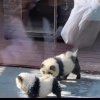 VIDEO Un zoo din China a vopsit doi cățeluși în alb și negru și i-a taxat cu 3 dolari pe credulii care au mers să vadă „câinii-panda”