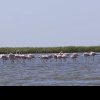 VIDEO Zeci de păsări flamingo pot fi admirate în Delta Dunării, pe braţul Sfântu Gheorghe