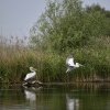 WWF: Subvenţiile agricole acordate în Delta Dunării sunt dăunătoare atât naturii cât şi viitorului comunităţilor