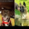 Câinii salvatori: Patrupezii Poliției Naționale au donat sânge pentru a o salva pe Marusia, câțelușa familiei Petruți