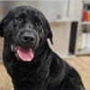 (video) Atenție! S-a furat un câine de rasă: Stăpânii, gata să ofere 1000 de euro recompensă pentru a-l întoarce pe Marvi acasă