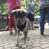 Craiova: Târg de adopții canine în Parcul Romanescu