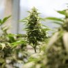 SUA va reclasifica marijuana ca drog mai puțin periculos