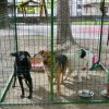 Târgul de adopții canine devine o tradiție lunară la Râmnicu Vâlcea