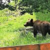 Urs în Pitești. Autoritățile încă îl caută