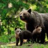 Urşi în zona unui obiectiv turistic din Sibiu