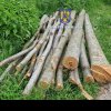 Vâlcea: Reținut pentru furt de arbori