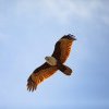 Vulturii își schimbă traiectoria de zbor pentru a evita conflictul din Ucraina, spun cercetătorii