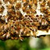 20 mai, Ziua mondială a albinelor. România, pe primul loc în UE la numărul de stupi