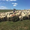 Crescătorii de oi vor putea să exporte din nou în Turcia