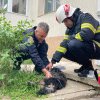Pompierii argeșeni, îngerii salvatori ai unui cățel prins într-un incendiu