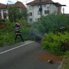 Intervenție a pompierilor militari pentru îndepărtarea unui copac căzut, care a blocat strada Octavian Goga din Alba Iulia
