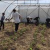 Vineri are loc Ziua Porţilor Deschise la Liceul Tehnologic Agricol „Alexiu Berinde” Seini