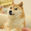 A murit Kabosu, câinele-vedetă al internetului și emblema „Dogecoin”: „Era Mona Lisa internetului”